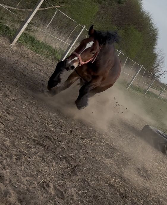 Sprzedam spokojną 4 letnią klacz pkz