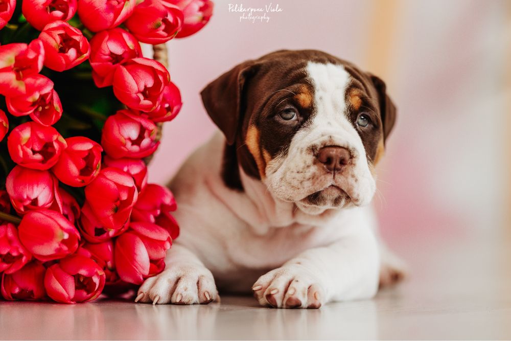 Американський буллі