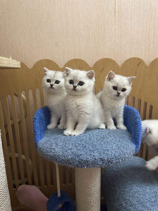 Сріблясті шиншиллові хлопчики
