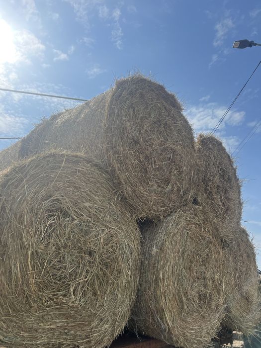 Rolos de palha da campanha passada