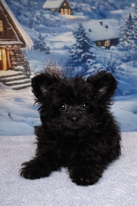 Цуценята помаПу мальтіПу