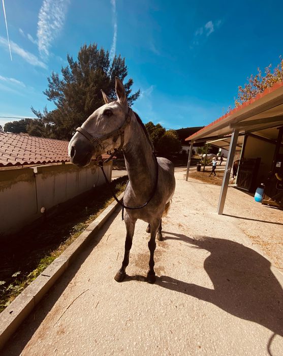 Égua cruzada Lusitano