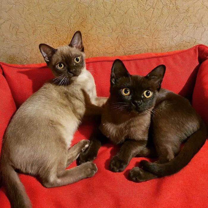 Коты бурмы американской!