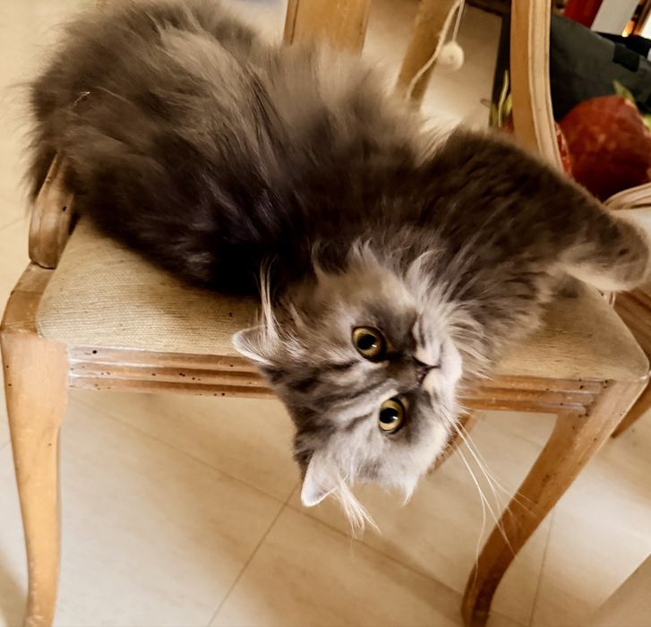 Gatinha British  Longhair procura macho