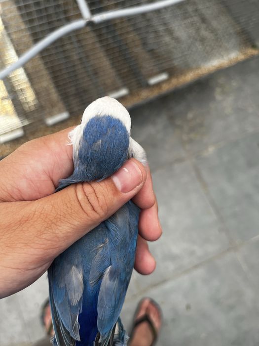 Agapornis roseicollis long