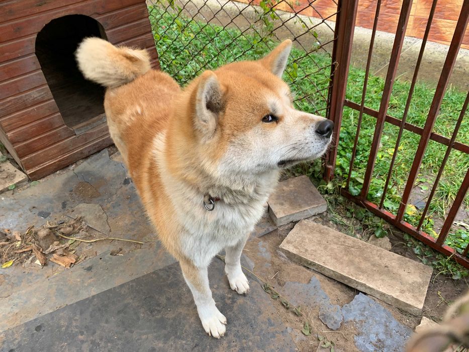 Віддам собаку Акіта Іну в добрі руки