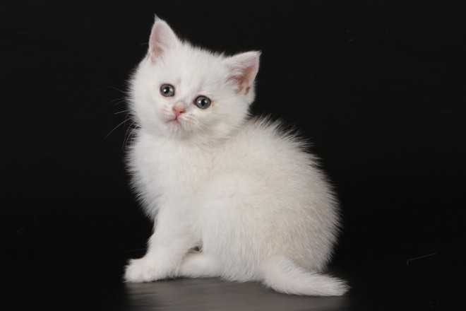 Кошенята, "шиншили", "чеширські коти" та інші