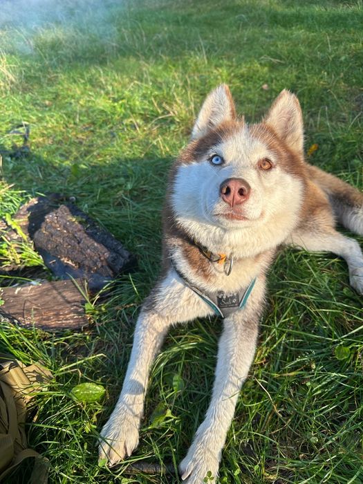Carmel. Przepiękna ruda suka