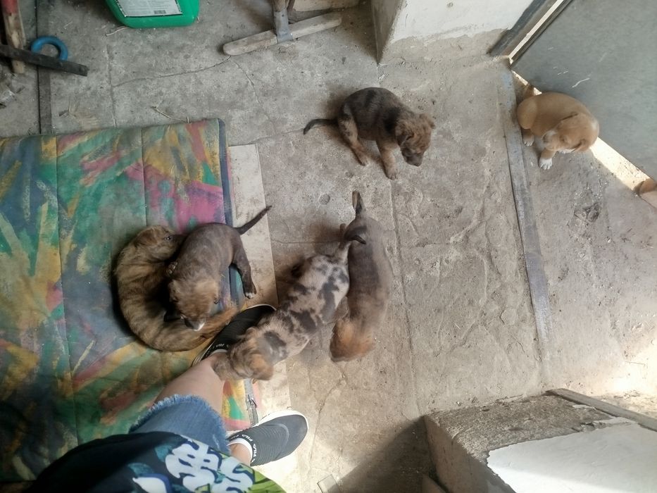 Маленькі  цуцики