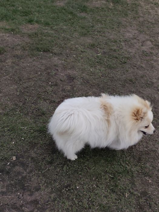 Szpic miniaturowy pomeranian