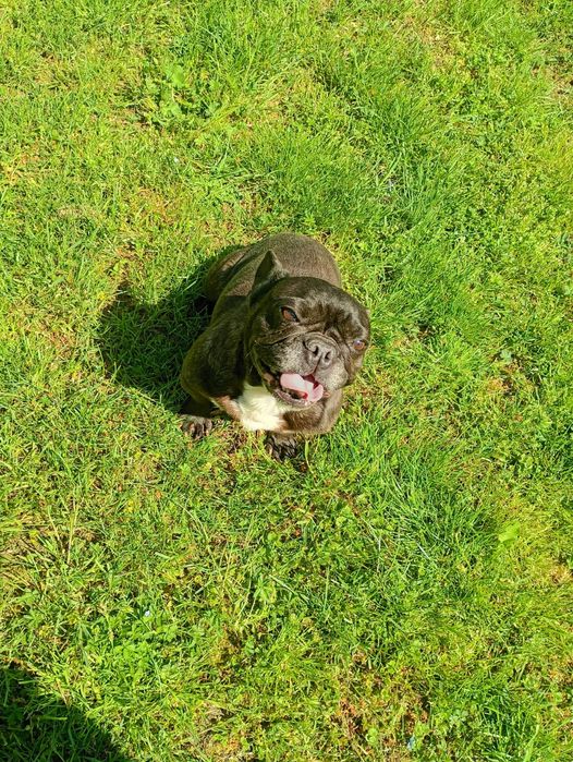 Buldog francuski sunia czarna