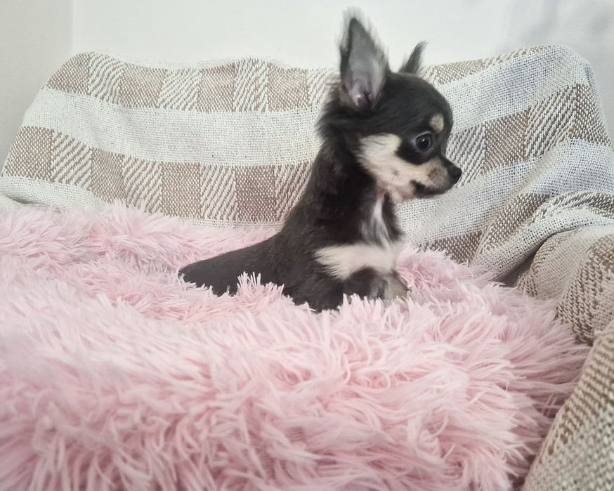Chihuahua piesek długowłosy niebieski szczenię