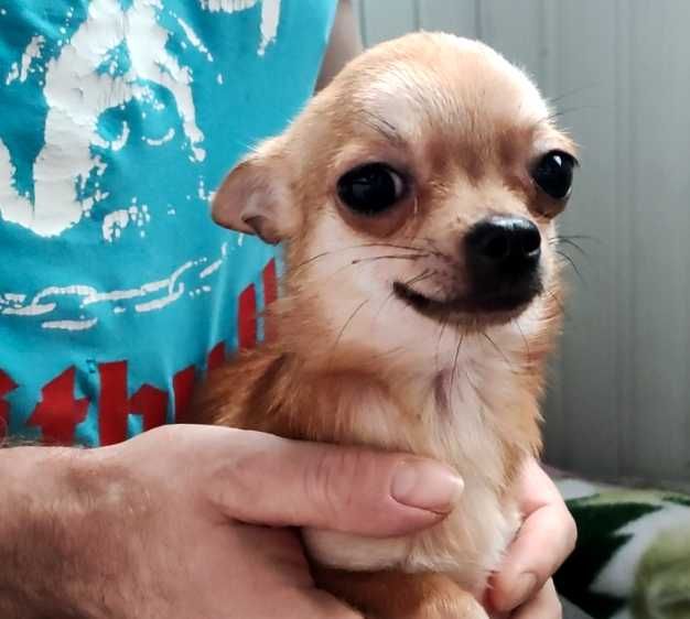 Маленькая девочка чихуа, недорого