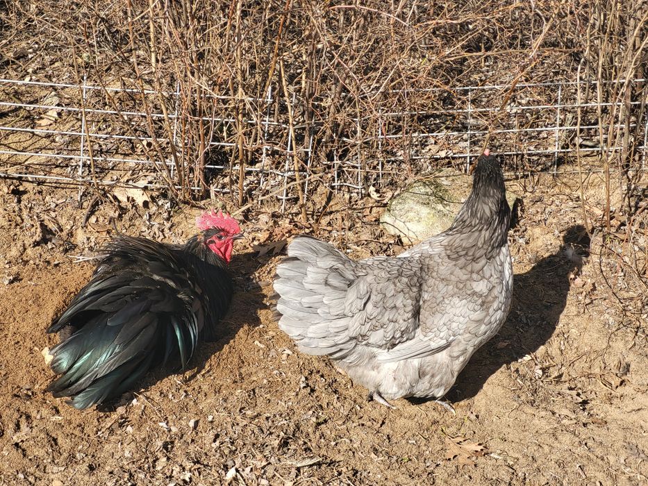 Jaja lęgowe AUSTRALORP.