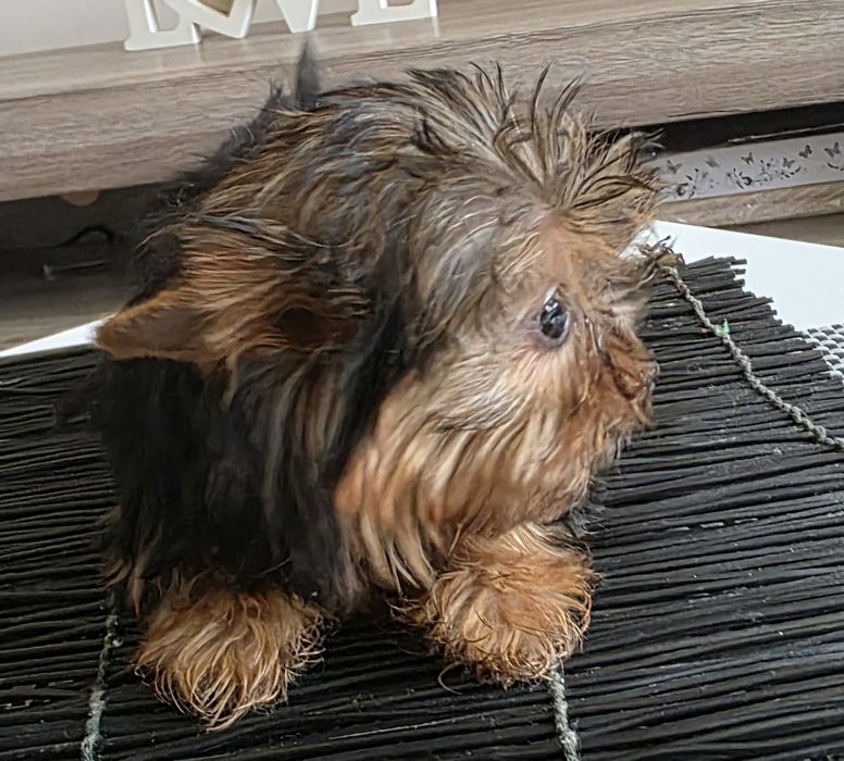 Cudna mini dziewczynka york