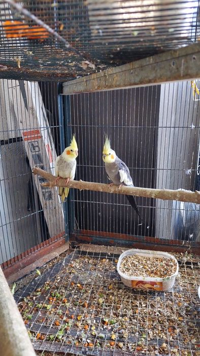 Casal caturras adulto