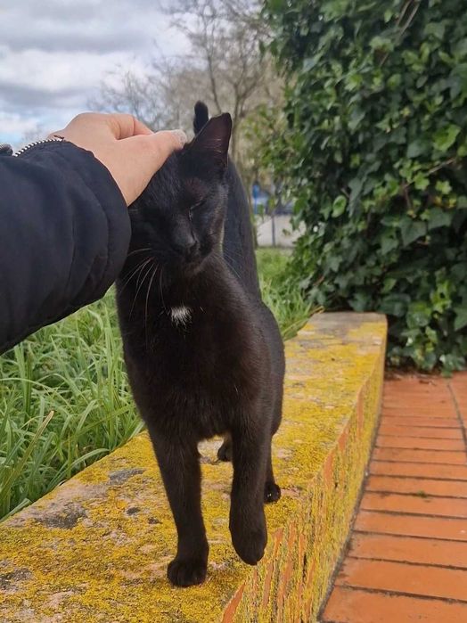 Gatinha para adoção