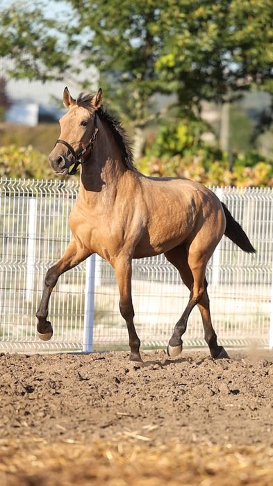 Poldro Puro lusitano