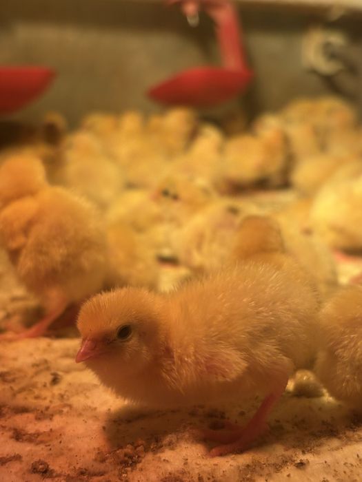 Добові перепели Техасці (білий бройлер). Доставка по області