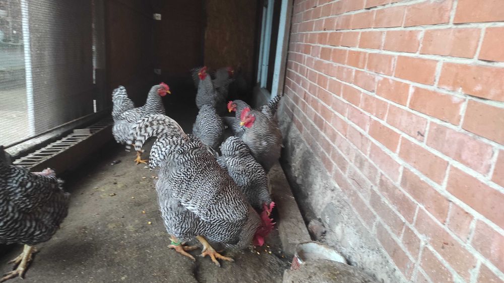 Кури Аморкс інкубаційне яйце.