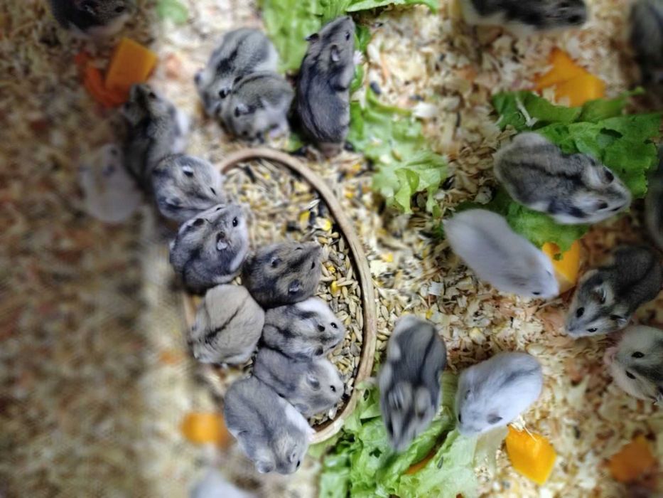 Продам джунгариков