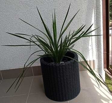 juka gloriosa mrozoodporna, zdrowa