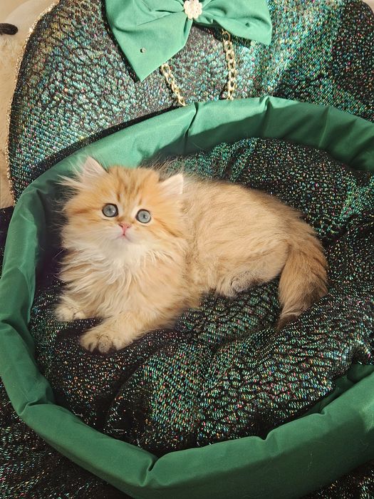 Золотая шиншилла кот котята котик хлопчик кіт