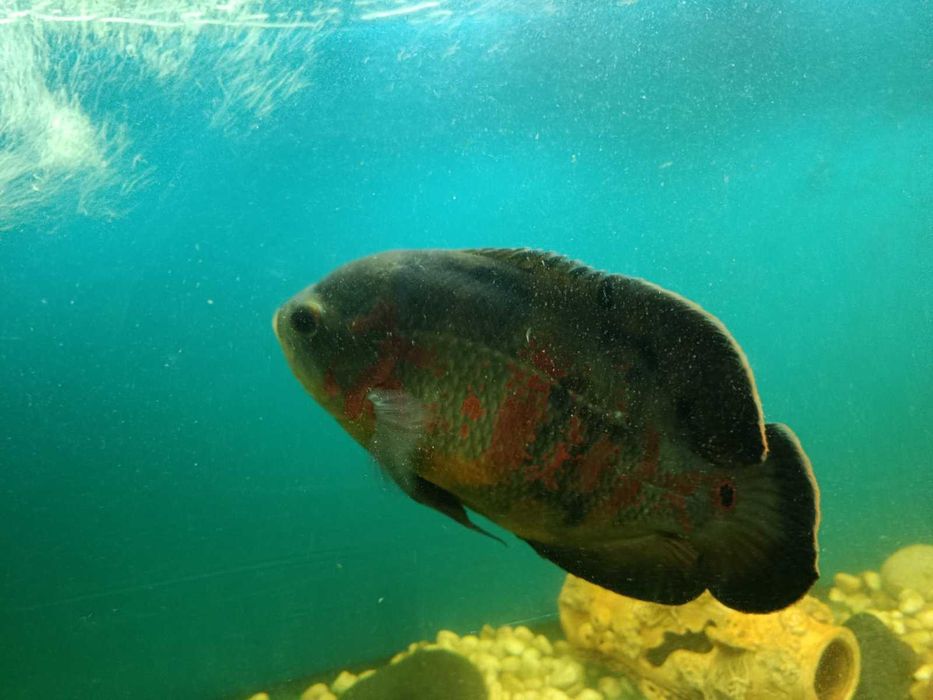 Астронотус (голубой оскар)