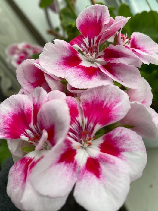 Пеларгонії свіжозрізи