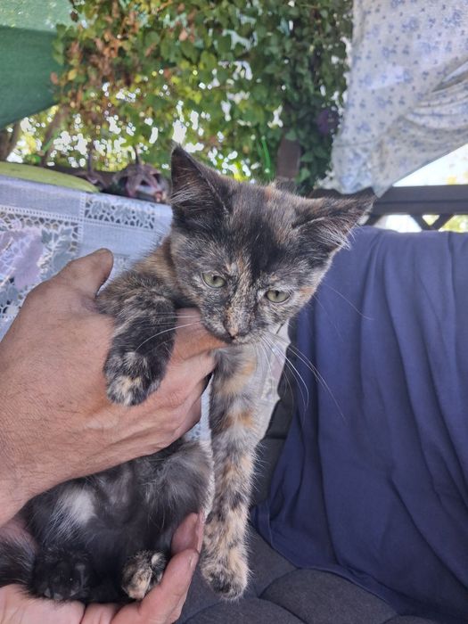 Котята в доброе руки