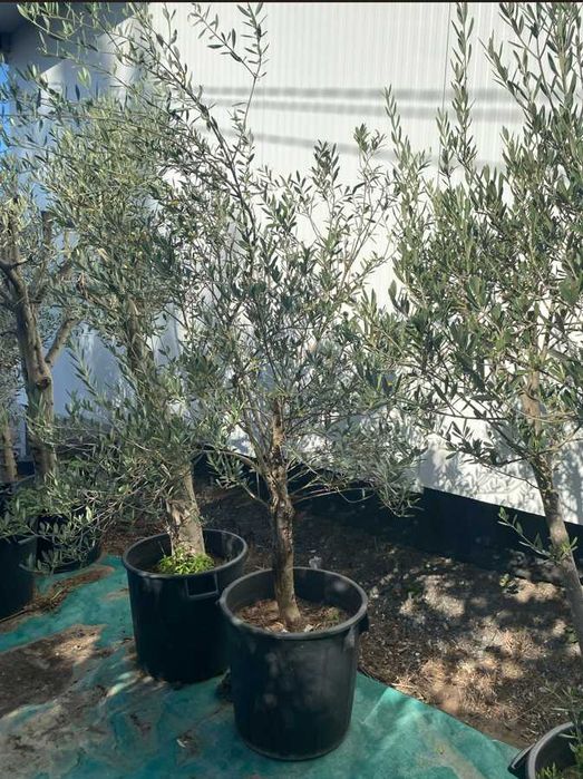 Oliveiras em vaso