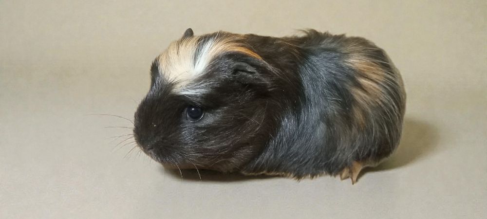 Малыши морские свинки разные окрасы