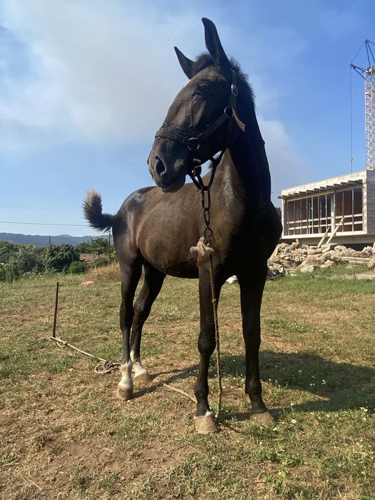 Poldro lusitano.