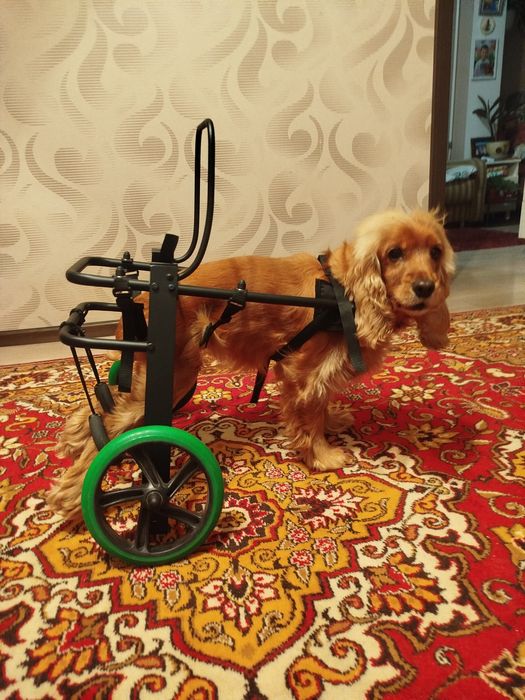 Изготовление инвалидных колясок для собак Инвалидная коляска для собак