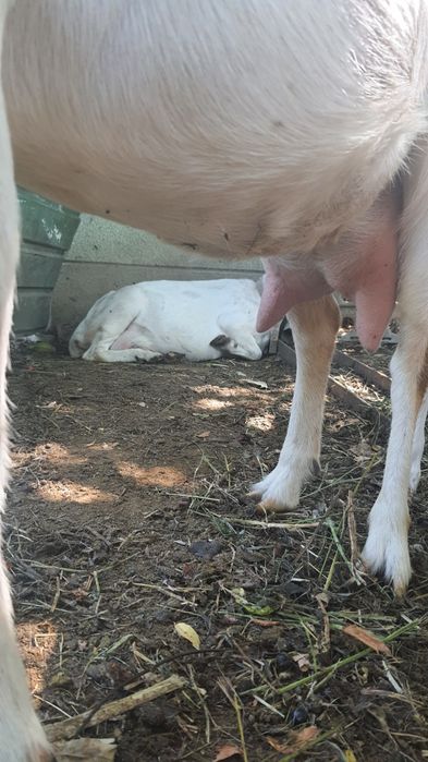 Продається козочка зааненської породи ,молочна лінія,молоко без запаху