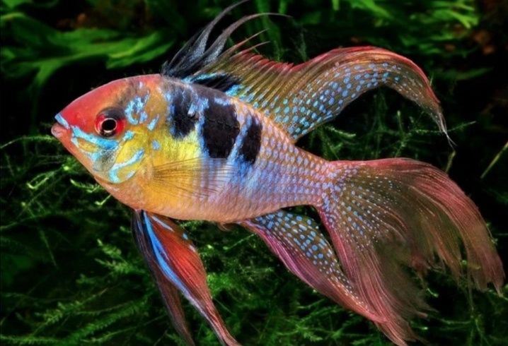 Ramirezi german blue long fin
