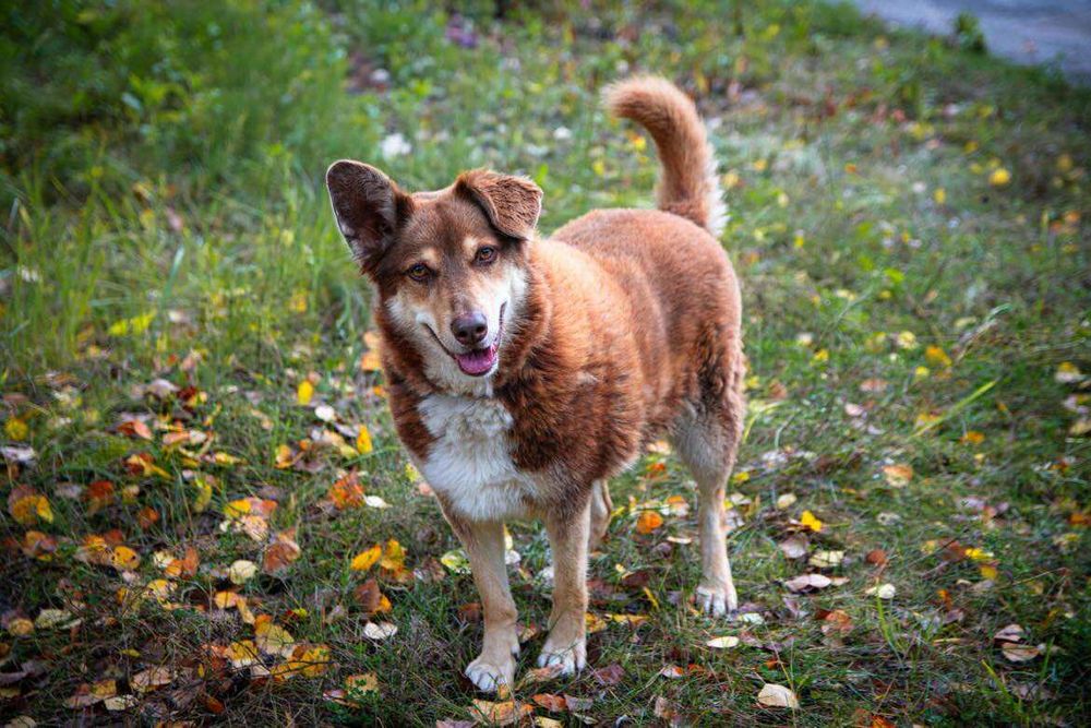 Czekoladowy Maksiu marzy o swoim domku