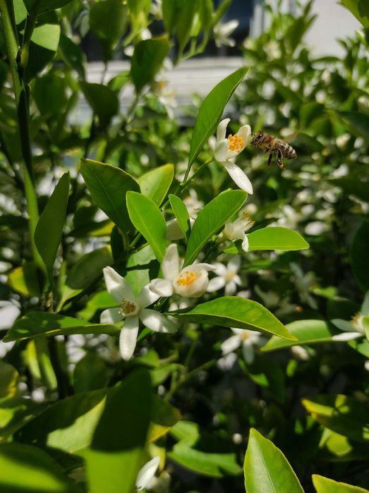 Цитрусове дерево - мандарин (Каламондин)