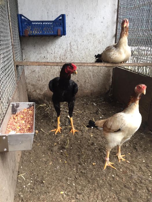 Jaja od kur ozdobnych czubakki jarzebiate,  , wyandotty….