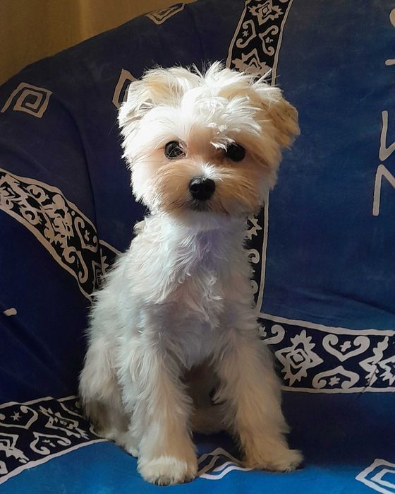 Golddust Yorkshire Terrier suczka