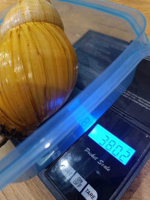ślimaki z Zanzibaru