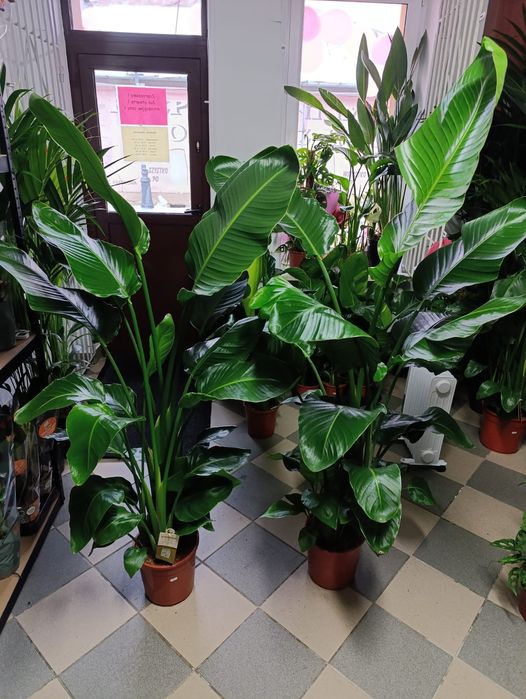 Strelicja Nicolai 160-200cm P24
Wysokość rośliny: 180-210cm
Ilość