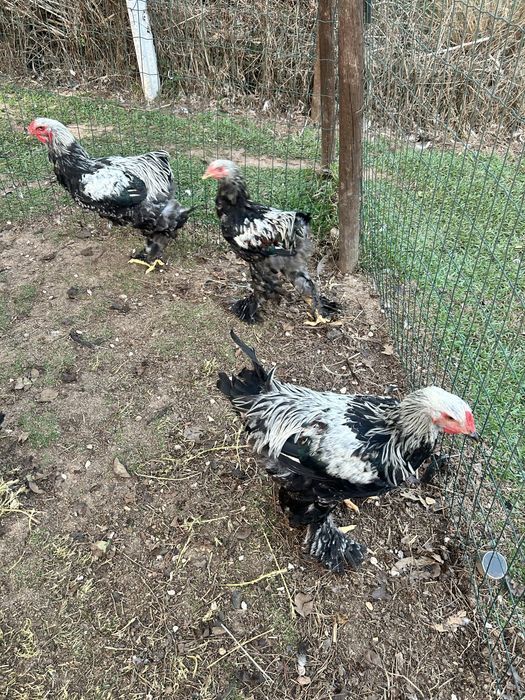 Galos brahma dark