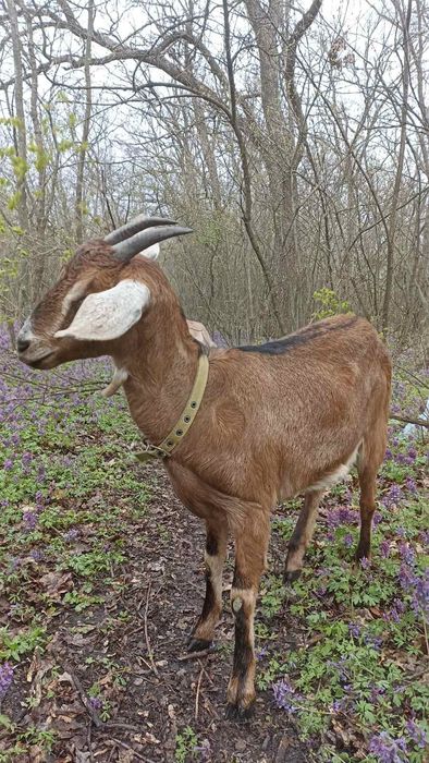 Продам коз та козинят