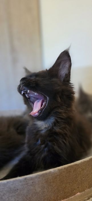 Koteczka Maine Coon