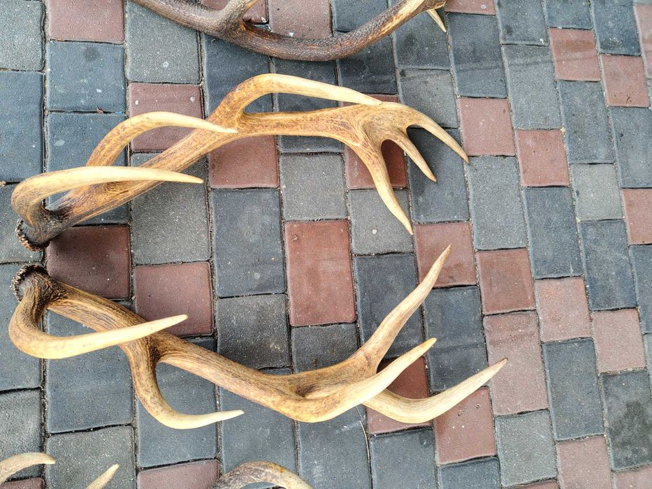 Poroże Rogi Zrzuty 10.2 kg