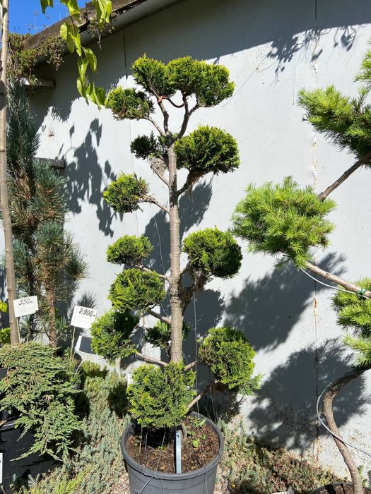 Кипарис формуваний більш 7 років