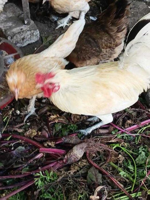 Карликовые куры Бентамки . Півень Петух Курка Курица