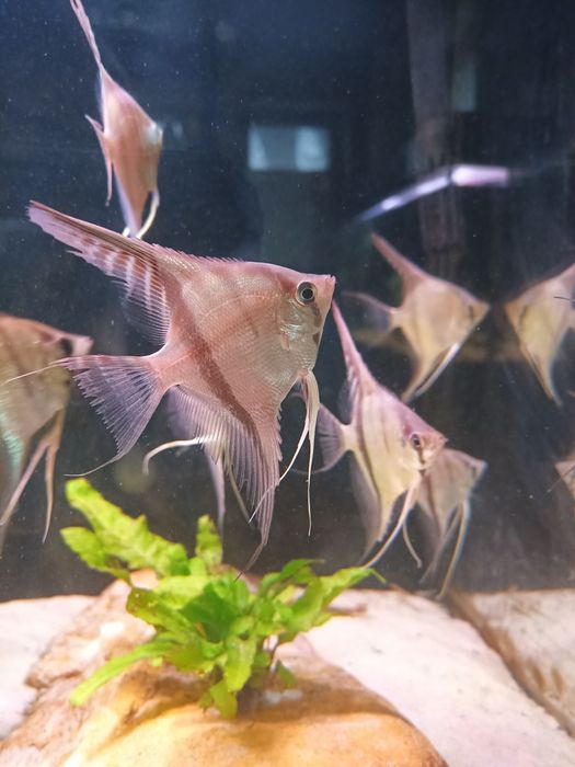 Pterophyllum  manacapuru skalar