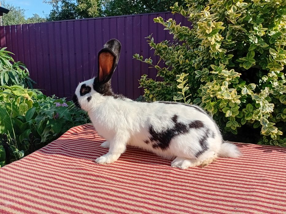 Продаються кролі